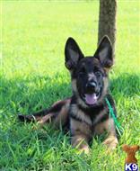 german shepherd puppy posted by Von Alten Zedernwald